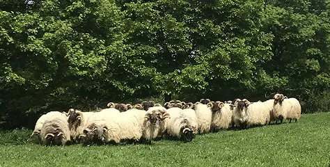 Sheep on a green field